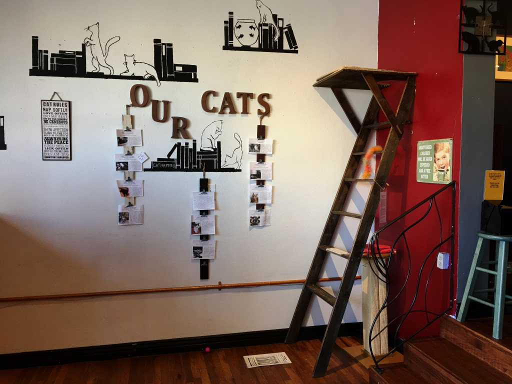 cat_10